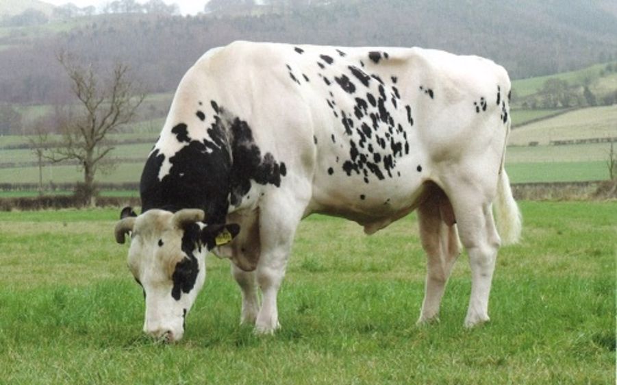 Le taureau « millionnaire » Shottle s’en est allé