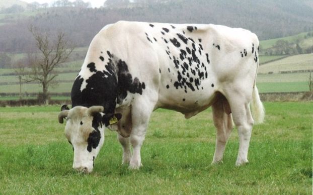 Shottle