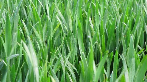 L'amélioration variétale pourrait prendre en compte la capacité des plantes à fournir une réponse adaptée au niveau d'azote à leur disposition. (©Terre-net Média) L'amélioration variétale pourrait prendre en compte la capacité des plantes à fournir une réponse adaptée au niveau d'azote à leur disposition. (©Terre-net Média)