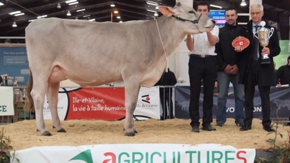 Hutile (p. Jongleur), au Gaec La Saudraie, Grande championne Brune Ouest