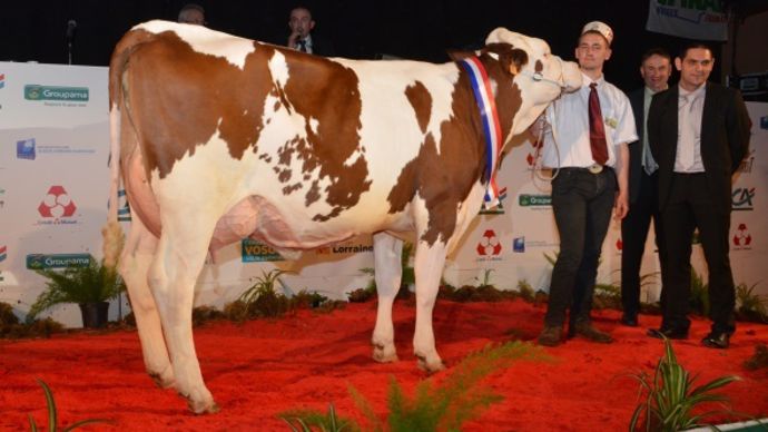 Miss mamelle junior : Hirondelle (Urocher x Redon) à l'Earl Duvernoy (70)