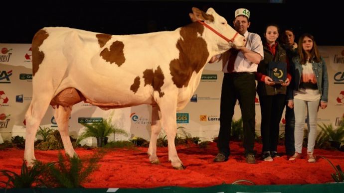 Meilleure mamelle jeune : Gisors (Valfin JB x Plumitif)