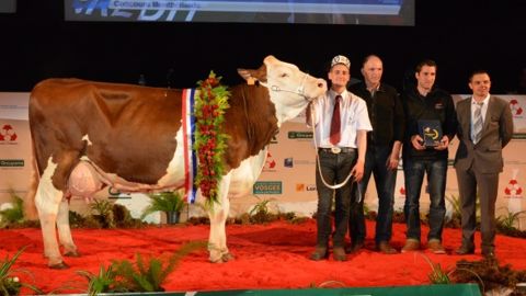Esmeralda (Rougala x Linou), champonne de Haute-Saône, s'est déjà illustrée à Paris et à Epinal. (©Terre-net Média) 