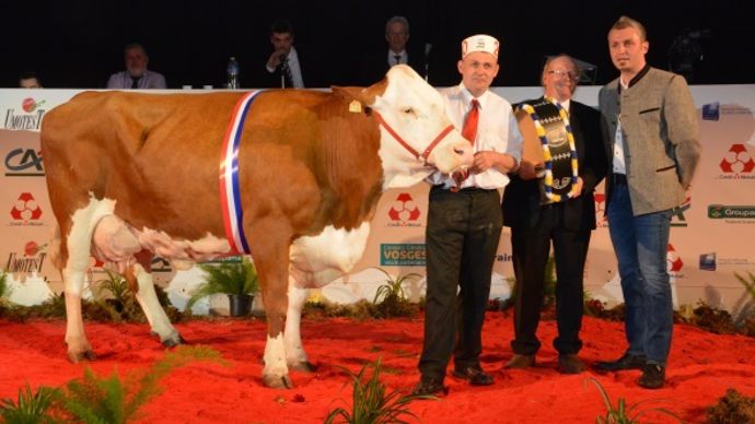 Cadillac (Riesling), en 5ème lactation au Gaec des Allouaires (52)