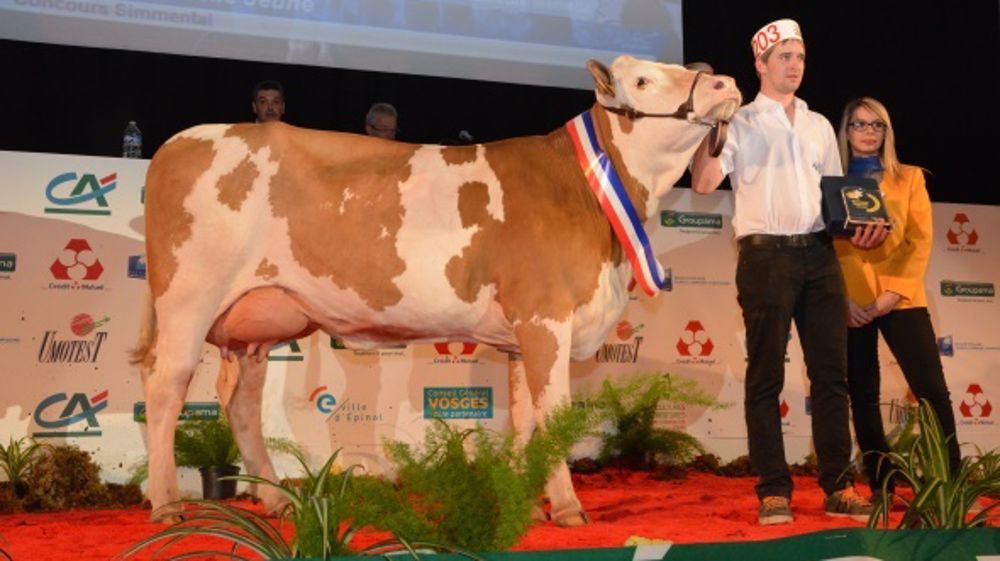 Superbes attaches pour Belona (Vogt x Rau) venue d'Autriche (©Terre-net Média) 