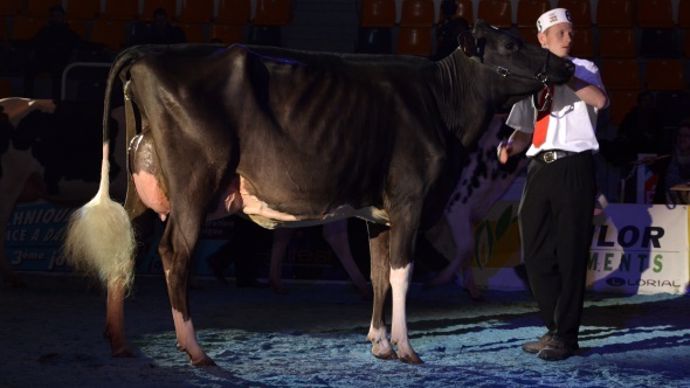 Wilt Elia (Alexander x Jasper Wil) au Gaec Wilt (67)