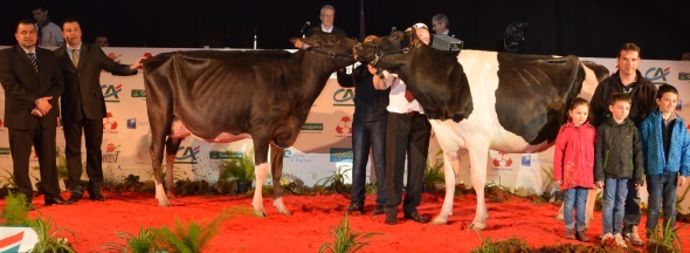 LUX GAMBAS (Sanchez x Duplex) GAEC MISSOURI, réserve championne espoir 