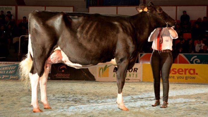 La championne de l'an dernier, Glodblack du Tombuy (Lauthority x Kite) a réalisé une sacrée saison en s'illustrant au Sia à Paris, à Swiss Expo à Lausanne