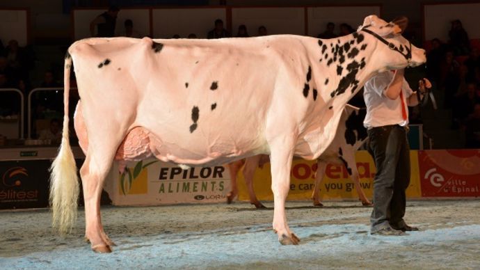 Après Lausanne, revoilà DELICIA (Baxter x Shootle) G. Wilt-E. Wollenburger-Genelot JB    67