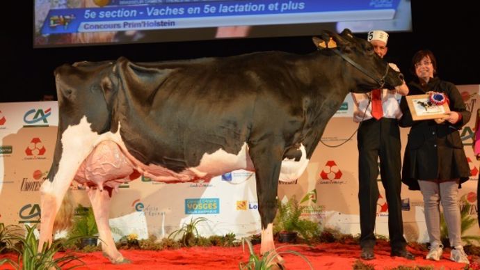 BALMANE (Talent Lad x Rubens) à BRASSEUR DAMIEN - THEKES JB    54