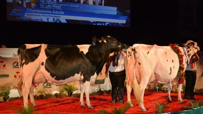 Réserve championne adulte 