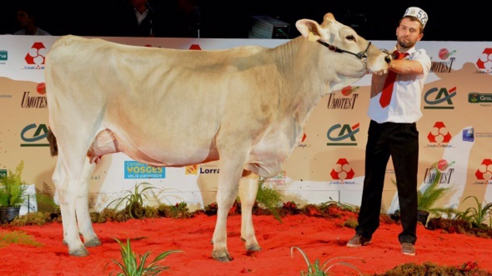 Hanna (Payssli x Zeus CH) au Gaec Funcken. (©Terre-net Média)