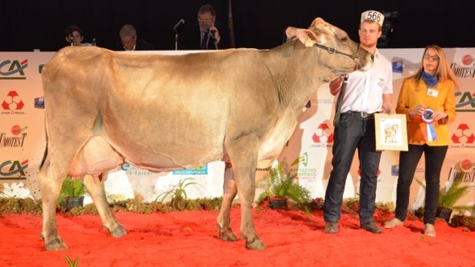 En 8ième lactation : Sibelle (Janvier x Gordon) au Gaec Changarnier (21)