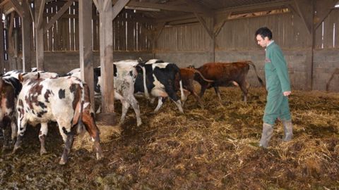 Aire paillée vache laitière