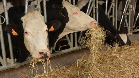 Foin fibreux vaches laitières
