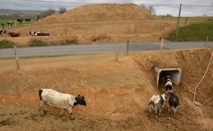 Boviduc vaches laitières
