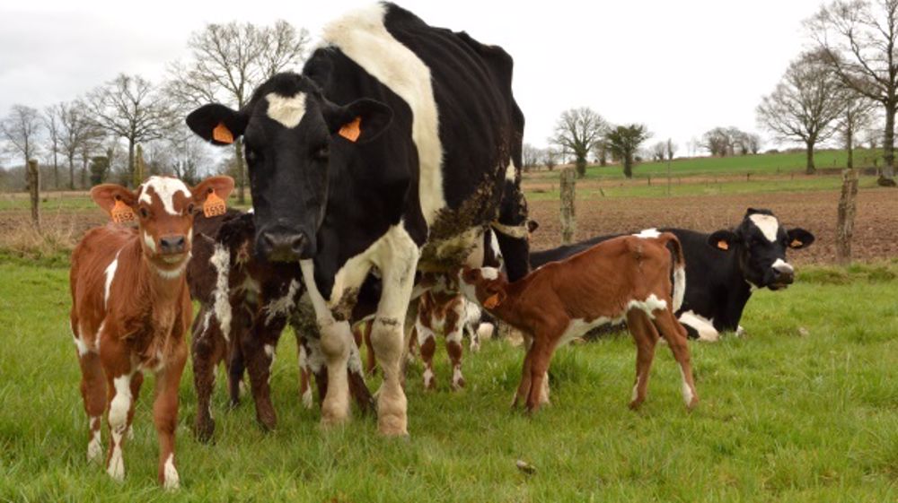Une fois l'adoption acquise, les vaches nourrices se laissent généralement téter par tous les veaux qui se présentent. (©Terre-net Média)