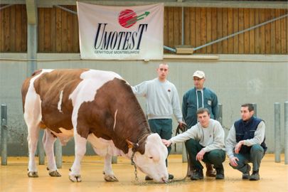 Urbaniste à 12 ans, avec ses animaliers à Brindas (69), taurellerie de l’Ucear. Un taureau réputé très docile et difficile a préparer à la monte. (©<a target="_blank" href="http://www.umotest.com/actualite-urbaniste-et-triomphe.html">Umotest.com</a>) Urbaniste à 12 ans, avec ses animaliers à Brindas (69), taurellerie de l’Ucear. Un taureau réputé très docile et difficile a préparer à la monte. (©<a target="_blank" href="http://www.umotest.com/actualite-urbaniste-et-triomphe.html">Umotest.com</a>)