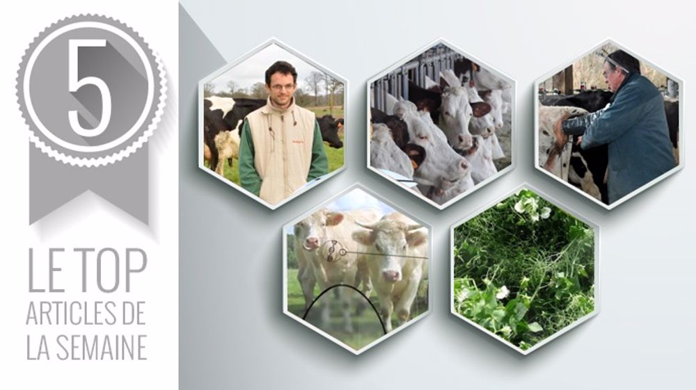 Le top articles de la semaine sur Web-agri. (©Terre-net Média) Le top articles de la semaine sur Web-agri. (©Terre-net Média)
