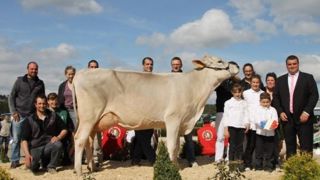 Galante GP, fille de Jongleur, Grande championne (©BGS) Galante GP, fille de Jongleur, Grande championne (©BGS)