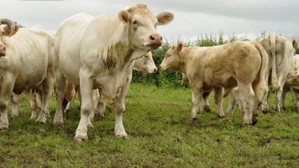 Stéphane Le Foll veut réunir la filière bovins viande pour envisager les solutions afin de sortir de la crise. (©Terre-net Média)