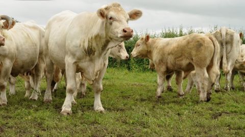 Stéphane Le Foll veut réunir la filière bovins viande pour envisager les solutions afin de sortir de la crise. (©Terre-net Média)
