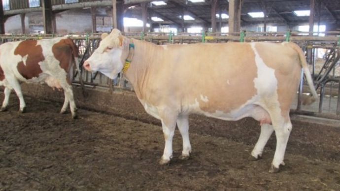 Vente Simmental