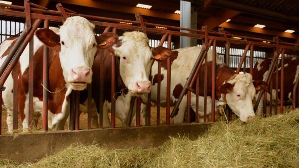 Les Montbéliardes de l'élevage valorisent bien la ration de base avec du foin précoce séché en grange. (©Terre-net Média)