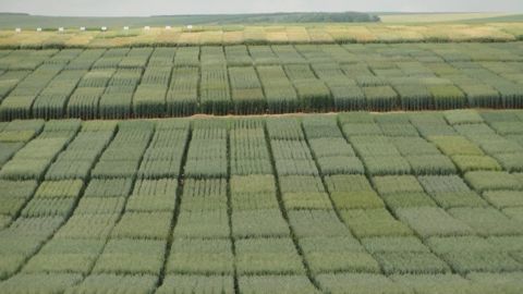La sélection s'intéresse aux comportements des variétés de blé en situation de faible apport d'intrants. (©Arvalis)