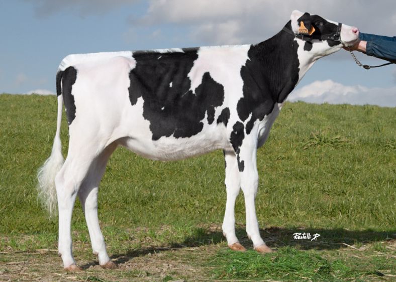 Jitta des Grilles adjugée 12.200 € au Gaec du Tombuy & Chantal Burteaux (Meuse ) (©Domenico Restelli)