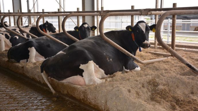 Toutes les vaches couches dans des logettes avec un mélange paille-chaux remplis touts les deux semaines.
