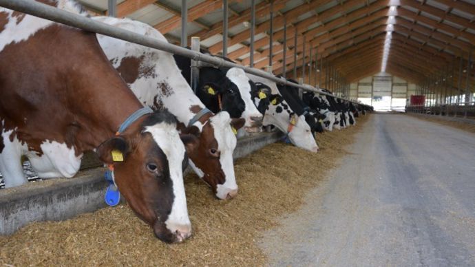 grand troupeau allemagne vaches laitières