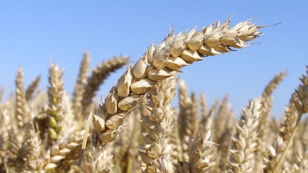L'USDA a réhaussé ses prévisions de stocks de fin de campagne en blé comme en maïs. (©Terre-net Média)
