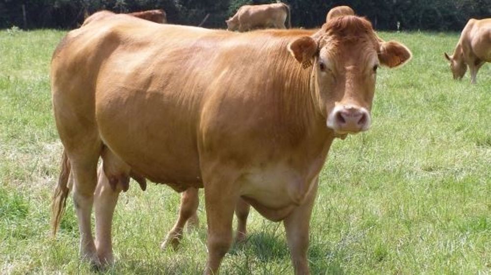 Stéphane Le Foll demande aux acteurs de la filière de faire preuve de transparence dans la fixation des prix des carcasses. (©Terre-net média)