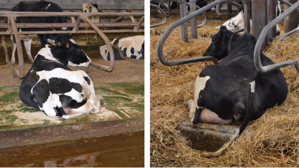 La fréquence de raclage et l'ajout de paille permet d'assécher les couloirs et de freiner les boiteries d'origine infectieuse comme la dermatite.  (©Terre-net Média)