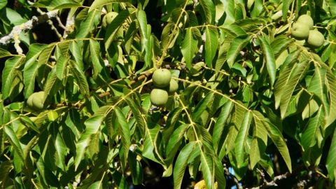 Le noyer est porteur d'une substance toxique pour les plantes herbacées et ligneuses. (©Père Igor)