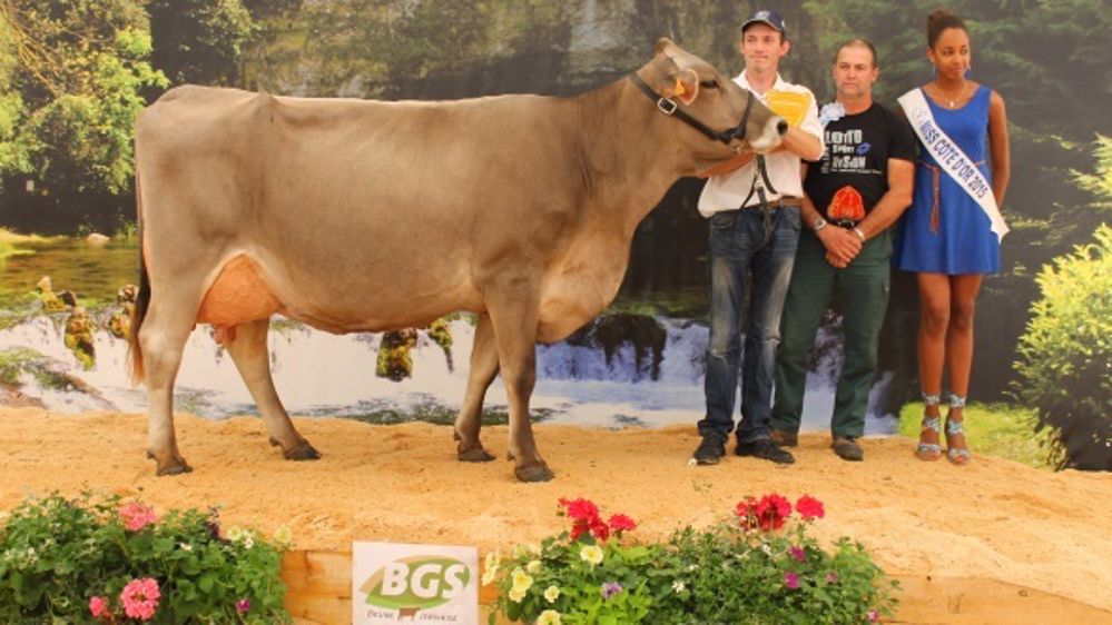 Ecrevisse (Traction), championne adulte à Châtillon-sur-Seine. En cours de 4ème lactation, elle appartient au Gaec la Comtoise (Haute-Saône). (©Bgs) 