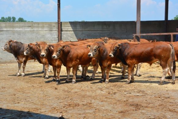Jeunes bovins Parthenais