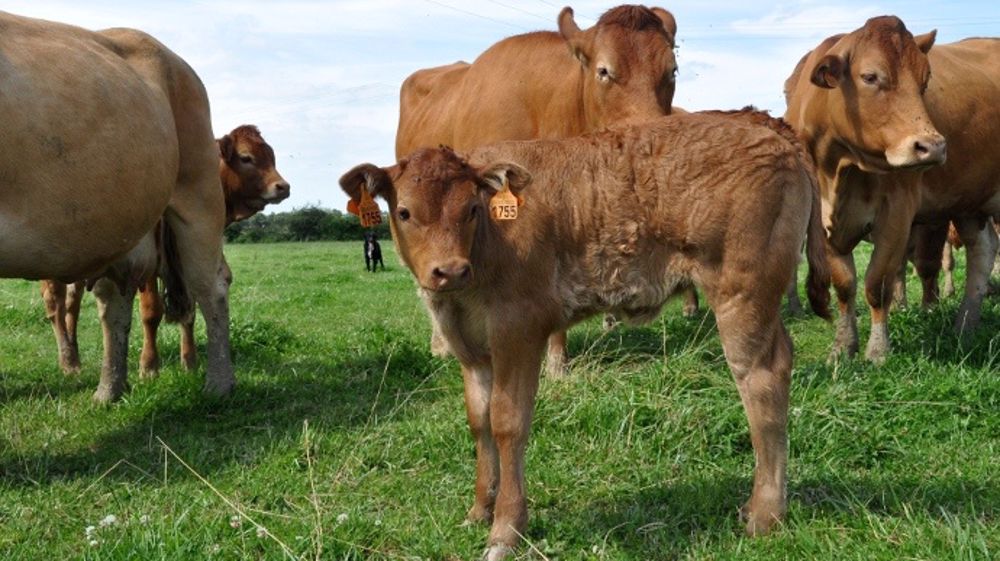 Les prix de la viande bovine n'ont pas augmenté dans les proportions convenues lors de la réunion au ministère.  (©Terre-net Média)