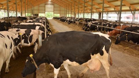 La ferme des 1.000 vaches serait la norme si la filière laitière s’inscrit dans une « spirale concurrentielle » avec des transformateurs-distributeurs et une production laitière très concentrée. (©Terre-net Média)