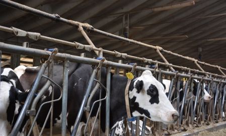 Aspérseur vaches laitières