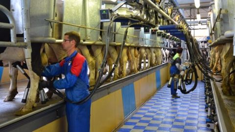 La filière laitière est à l'honneur cette année pour le concours Graines d'agriculteurs. (©Terre-net Média)