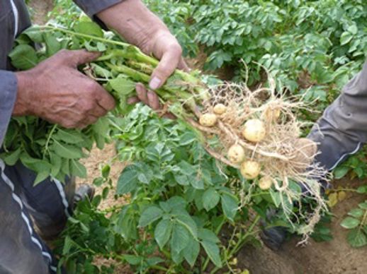 Pomme de terre féculière.