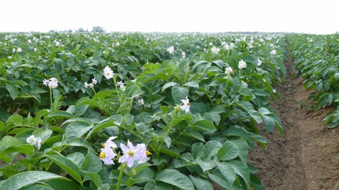 Pommes de terre féculières
