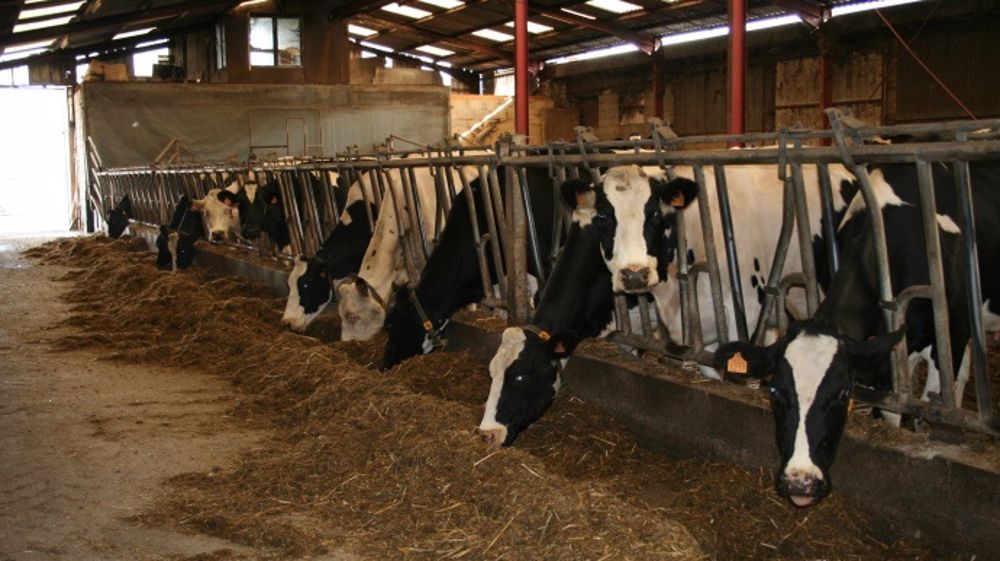 10 % des exploitations d'élevage, soit entre 22 et 25.000, sont cet été au bord du dépôt de bilan selon le ministre de l'Agriculture. (©Terre-net Média)