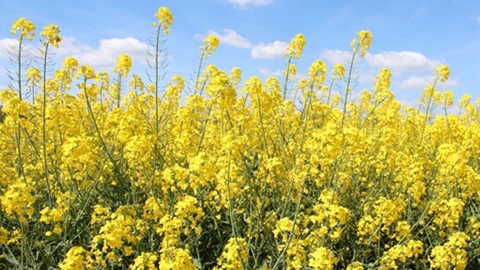 Colza en fleur