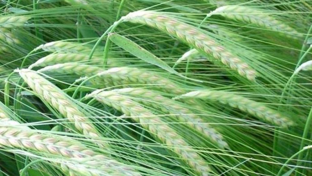 Sem-Partners sélectionne des variétés résistantes et productives autant en grains qu'en paille. (©Sem-Partners)