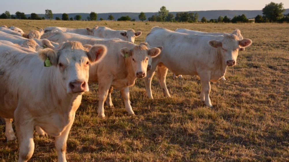 Le surpâturage estival peut-être très préjudiciable aux prairies. Mieux vaut bloquer les animaux sur une parcelle parking en attendant la repousse. (©Terre-net Média)
