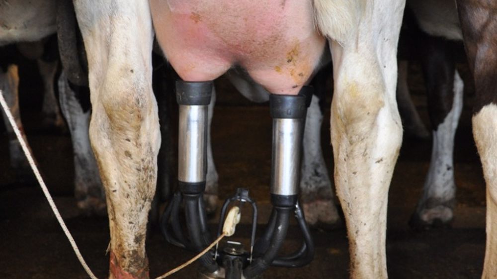 Le prix du lait doit passer à 340 €/1.000 litres. (©Terre-net Média) Le prix du lait doit passer à 340 €/1.000 litres. (©Terre-net Média)
