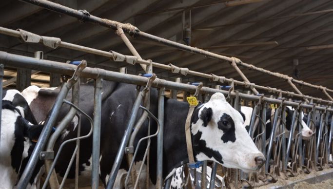 Asperseur d'eau vaches laitières